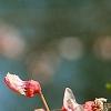 Cercis canadensis 'Tennessee Pink', flowers