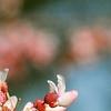 Cercis canadensis 'Tennessee Pink', flowers