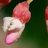 Cercis canadensis 'Tennessee Pink', flowers