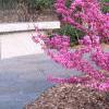 Cercis chinensis, habit