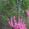 Cercis chinensis, habit