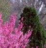 Cercis chinensis, habit