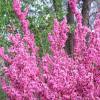 Cercis chinensis, habit