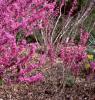 Cercis chinensis, habit