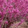Cercis chinensis, habit