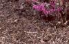 Cercis chinensis, habit