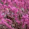 Cercis chinensis, habit