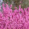 Cercis chinensis, habit
