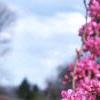 Cercis chinensis, habit