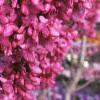 Cercis chinensis, habit