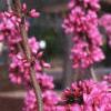 Cercis chinensis, habit