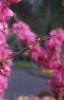 Cercis chinensis, habit