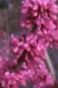 Cercis chinensis, habit