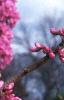 Cercis chinensis, habit