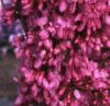 Cercis chinensis, habit