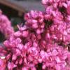 Cercis chinensis, habit
