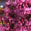 Cercis chinensis, habit