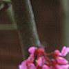 Cercis canadensis var. mexicana, flowers
