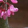Cercis canadensis var. mexicana, flowers