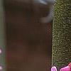 Cercis canadensis var. mexicana, flowers