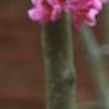 Cercis canadensis var. mexicana, flowers