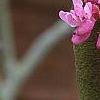 Cercis canadensis var. mexicana, flowers
