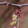 Cercis canadensis var. mexicana, flowers