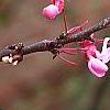 Cercis canadensis var. mexicana, flowers