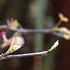 Cercis canadensis var. mexicana, flowers
