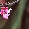 Cercis canadensis var. mexicana, flowers