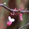 Cercis canadensis var. mexicana, flowers