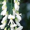 Cladrastis kentukea, flowers