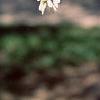 Cladrastis kentukea, flowers
