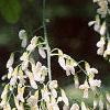 Cladrastis kentukea, flowers