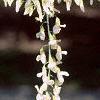 Cladrastis kentukea, flowers