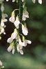 Cladrastis kentukea, flowers