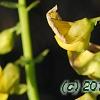 Crotalaria spectabilis, flowers