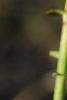 Crotalaria spectabilis, flowers