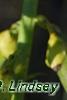 Crotalaria spectabilis, flowers