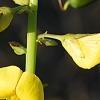Crotalaria spectabilis, flowers