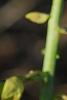 Crotalaria spectabilis, flowers