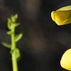 Crotalaria spectabilis, flowers