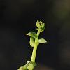 Crotalaria spectabilis, flowers
