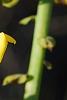 Crotalaria spectabilis, flowers
