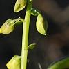 Crotalaria spectabilis, flowers