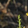 Crotalaria spectabilis, flowers