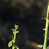Crotalaria spectabilis, flowers