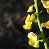Crotalaria spectabilis, flowers
