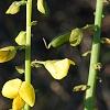 Crotalaria spectabilis, flowers