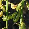 Crotalaria spectabilis, flowers